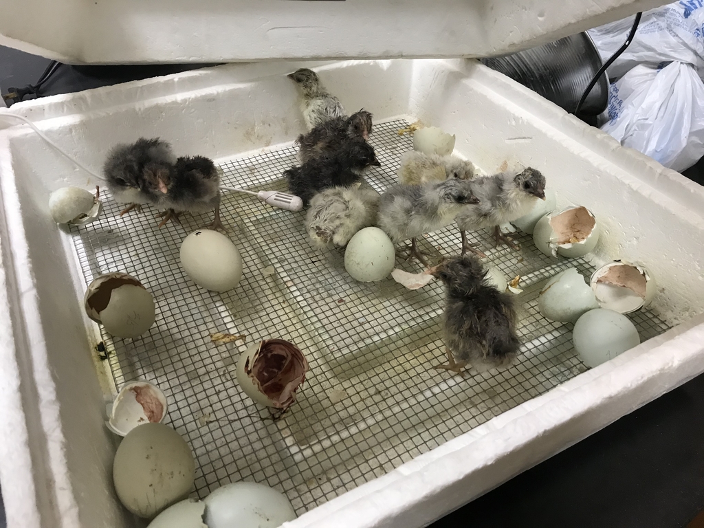 Chickens are hatching!