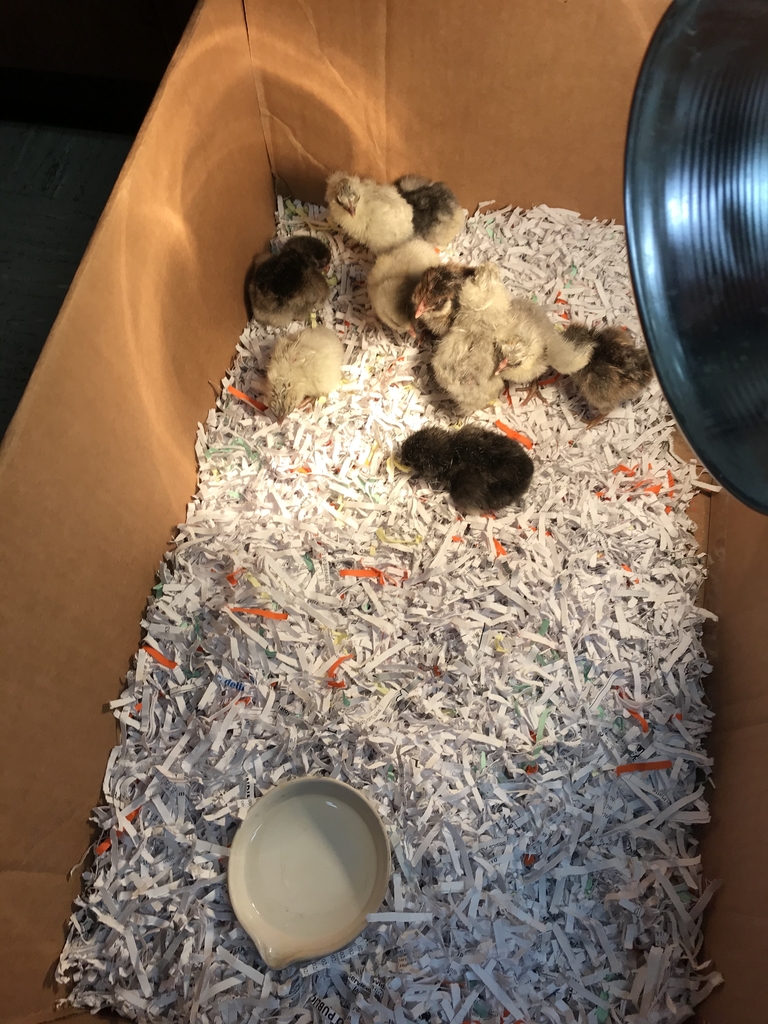 Chickens are hatched!